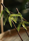 Bamboo | 1 Pc Green Hairpin (竹叶)