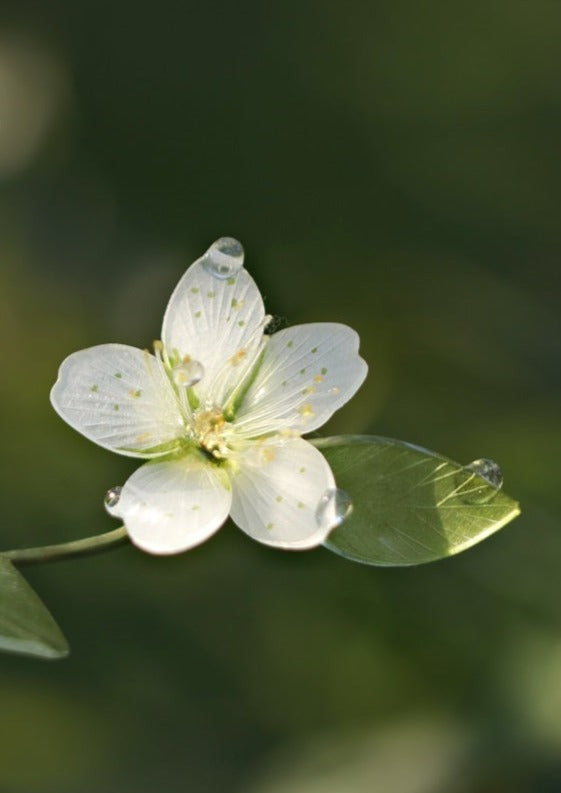 Pear | 1 Pc White Hairpin (唐松草)