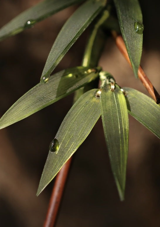 Bamboo | 1 Pc Green Hairpin (竹叶)