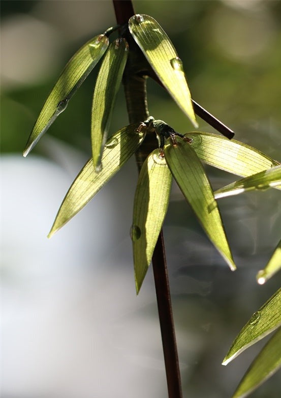 Bamboo | 1 Pc Green Hairpin (竹叶)